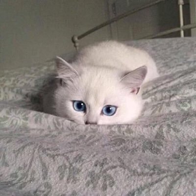 palmapi2002's profile picture.