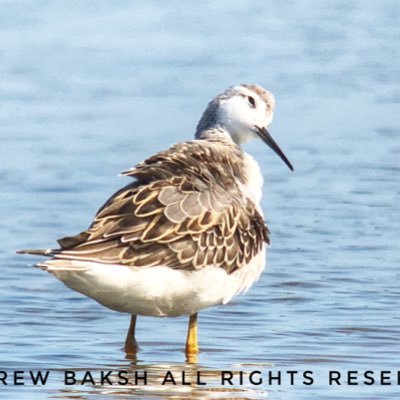 Tweeting about all wildlife at Jamaica Bay Wildlife Refuge.