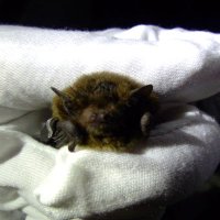 Hazel Makepeace (@nathusiuspips) 's Twitter Profile