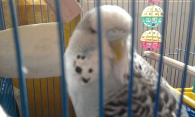 Budgie. Baby Bird. Pooper. Lady Fielding. Many names I have. I year old on April 30. Happy Hatchday to me. he he