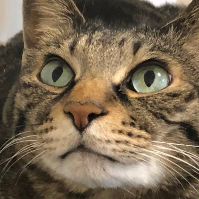 基本的に動物の事ばかりポストします🙏 ねこがいます うさぎもいたよ ドラクエとSAND LANDとデスノート(Lとワイミーズonly)とSMAPが大好き😃 ペスカタリアン(卵、牛乳も極力避けてます)