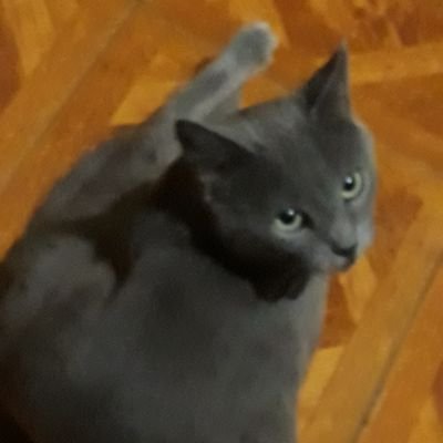 Un gato gris de 10 años, cómo no me vas  a seguir?