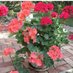 CreativeGardenGuys (@guys_garden) Twitter profile photo CreativeGardenGuys (@guys_garden) Twitter profile photo