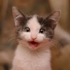 Kittens4W's profile picture. Mixing cats with Wynonna Earp because life is too short not to.