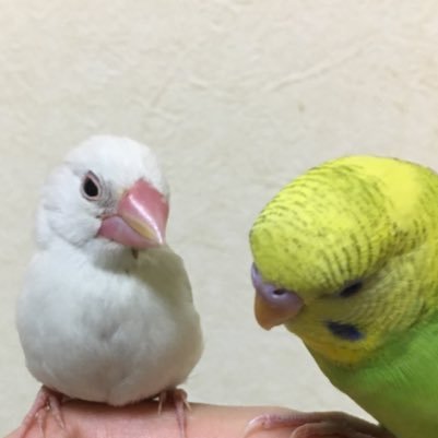 文鳥6羽、セキセイインコ3羽、犬一匹飼ってます。鳥好き、犬好きさんへの無言フォローすみません。懸賞も好き❤️                     勧誘❌勝手にリスト❌即ブロック