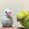 X5z1NFPoofe3Vi1's profile picture. 文鳥6羽、セキセイインコ3羽飼ってます。愛犬🌈。 鳥好き、犬好きさんへの無言フォローすみません。懸賞も好き❤️ 勧誘❌勝手にリスト❌即ブロック