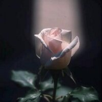 Rebecca Leach (@jesusiscalling) 's Twitter Profile