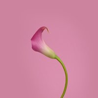 Claire Lan (@clairelan115) 's Twitter Profile Photo