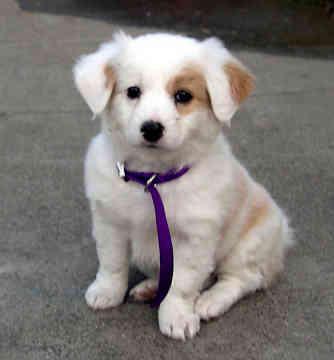 MyPetNews's profile picture. The most popular animal & pet news all in one place!