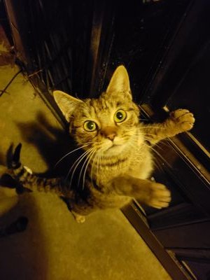 PT_TORIMA's profile picture. 動物好きな一般人