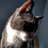 BougaultData's profile image