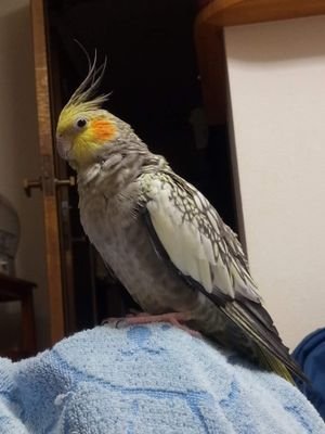 オカメインコのぴよとりんの親方という名のお世話係をしています(笑)。ぴよとりんの日常をツイートしていければと思います。
よろしくお願いします。

ぴよ：2015年10月生まれのパールのオカメ女子。ツンデレのくいしんぼうです。

りん：2017年10月生まれのイエローフェイスシナモンパイドのオカメ女子。甘えん坊です。