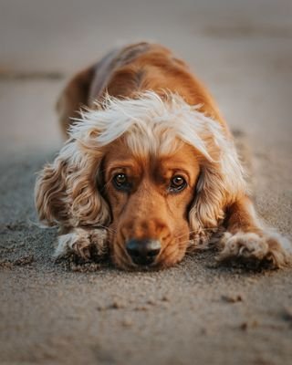 Hi I'm Geoff, a Working #CockerSpaniel 🐕
Follow my adventures around the UK! 🇬🇧
04/07/2015 🎂

IG: https://t.co/svLZ5ruIJ7