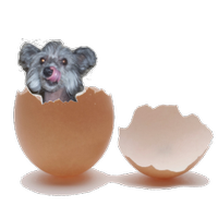 Eggtooth Editions (@eggtoothedition) 's Twitter Profile