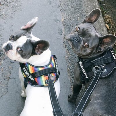 AlbertFrenchie1's profile picture. We own 2.5 humans and approximately 2.5 million tennis balls.
