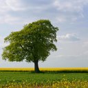 Daniel Simmonds - @Beechnutcap - Twitter