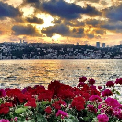 Kuşları, denizi , yakılası gemileri, papatya tarlalarını hiç terketmedim..🐦🌊⛴️🌻 🌾🌾🌾