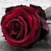 شماليه،، (@try67499443) Twitter profile photo شماليه،، (@try67499443) Twitter profile photo