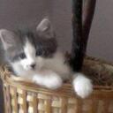 Dylan Swirkowski - @dylanswirk - Twitter