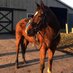 Allie (@huddythehorse) Twitter profile photo Allie (@huddythehorse) Twitter profile photo