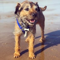 Blue Boy 🌈💙🐶💙 & Ronnie 🩵🐶🩵 (@bluetheborder) 's Twitter Profile