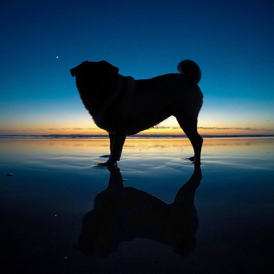 pagudash's profile picture. No pug,No life.パグをこよなく愛するマーケター。だけどパグを飼っていない。サイトの企画やコンテンツの案を練るのが好物。