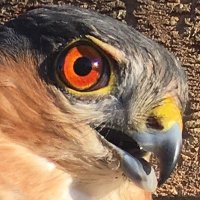 hawkeye 🌍 💙💚🤍☮️ (@sproghawk) 's Twitter Profile