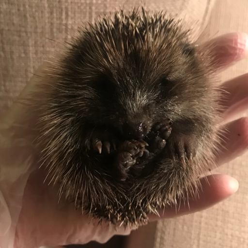 Helping hedgehogs in the Cambridge area by raising public awareness. Registered charity 1183108 🦔