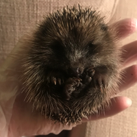 Cambridge Hedgehogs (@camhedgehogs) 's Twitter Profile