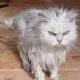 a feline, on line. Often looking for short term perl contracts, or other interesting projects.
