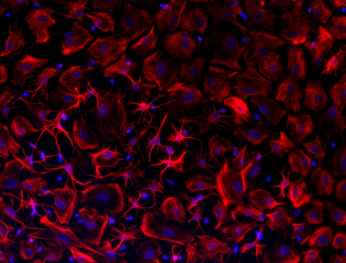 ygomezgalvez's profile picture. Postdoctoral Fellow in Neuroscience at Thomas Jefferson University.