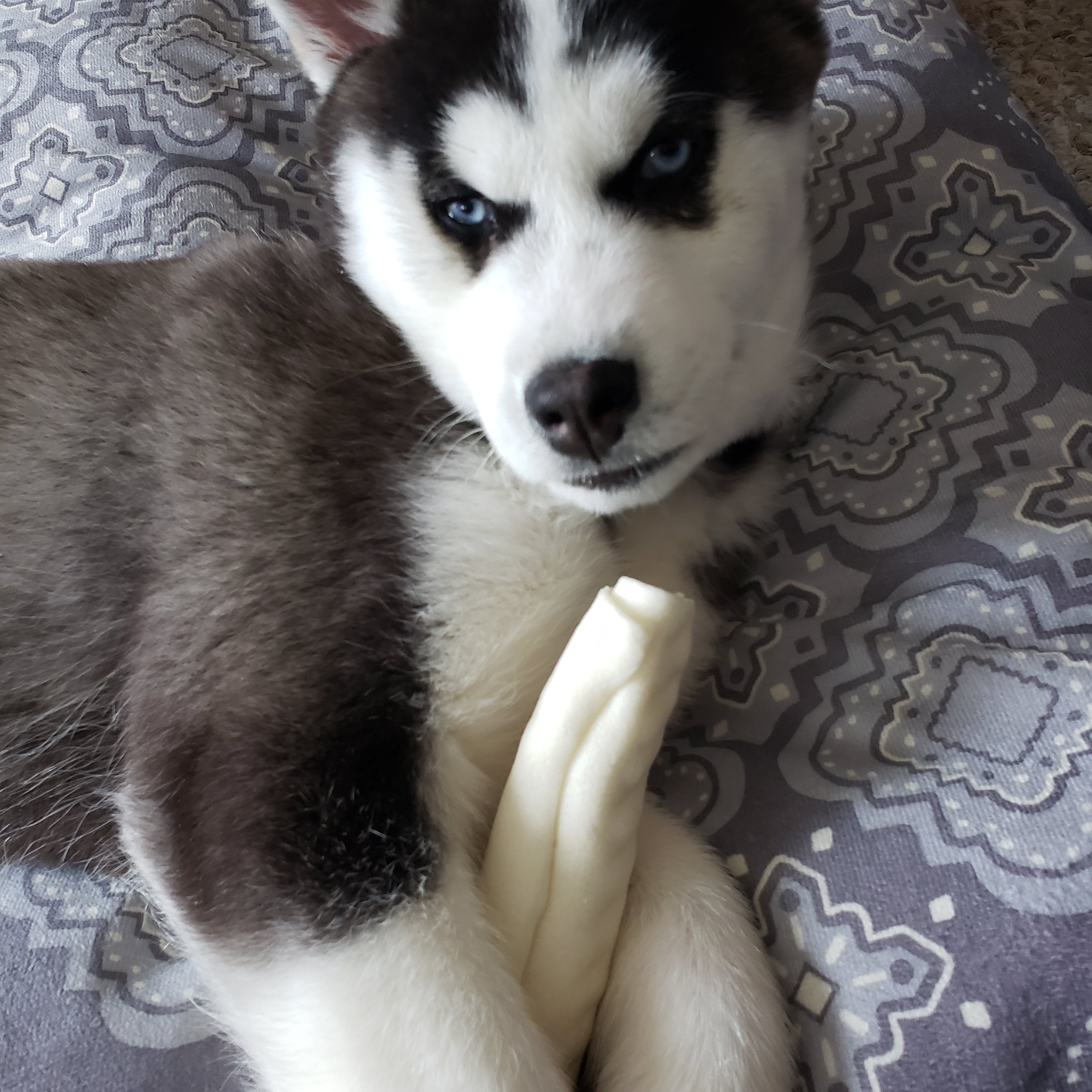 I may look mad but I'm a big ol teddy bear. I'm just a pup only 3mo old and I'm learning new things everyday. I love my family and they love me bunches too