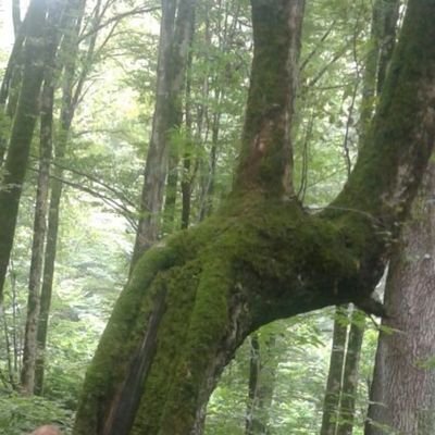 FatemeA91216314's profile picture. ‏‏در نظر بازی ما بی خبران حیرانند