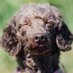 動物がかわいいよ (@animals_is_cute) Twitter profile photo 動物がかわいいよ (@animals_is_cute) Twitter profile photo