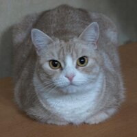 teraia目標は完全復活💯 (@delilah_2525) 's Twitter Profile