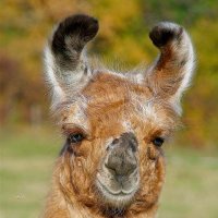 Leud le lama 🇫🇷🇵🇱🇺🇦🇮🇱 🎗️#🟦 (@ludo_m54) 's Twitter Profile Photo Leud le lama 🇫🇷🇵🇱🇺🇦🇮🇱 🎗️#🟦 (@ludo_m54) 's Twitter Profile Photo