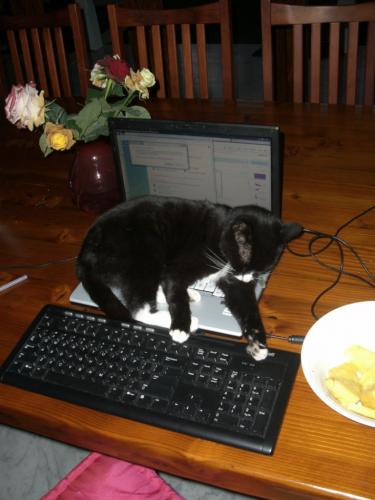 A young food writer trying to bring good taste to the world.