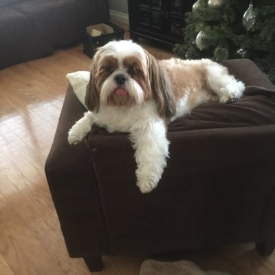 tonymiceli5's profile picture. Funny