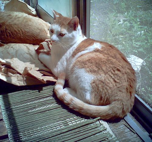 猫の親やってました。バリバリ親馬鹿でした。
いや、今だって親馬鹿かも。
カワウソが好きでちょこちょこ会いに行ってます。

盛岡のカエデちゃんが大好きです。
推しは推せるときに推せ…ですよね～🌰