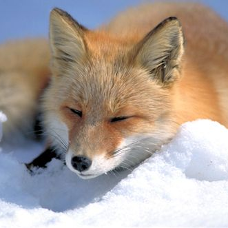 Foxy_Dizu's profile picture. Foxy.
Twitch - Thatfoxylad
YouTube - Foxy
Steam - jfox1996
Insta - Thatfoxylad

フォクシー.