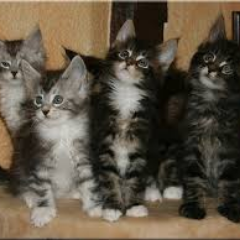 DerToha's profile picture. 