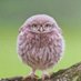 Diogenes (@maydaydiogenes) Twitter profile photo Diogenes (@maydaydiogenes) Twitter profile photo
