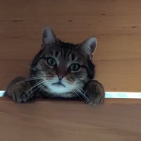 Katzenkater (@katerolli) 's Twitter Profile