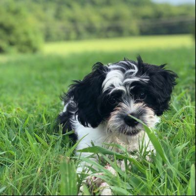 Twitch: Wardensidhe , My dog is my baby. Mod for the greatest streamers ever GLADD and Its_Iron . All opinions/ view are my own .