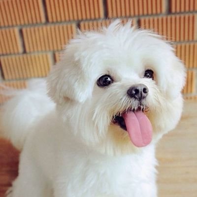 Johnsonさんのプロフィール画像