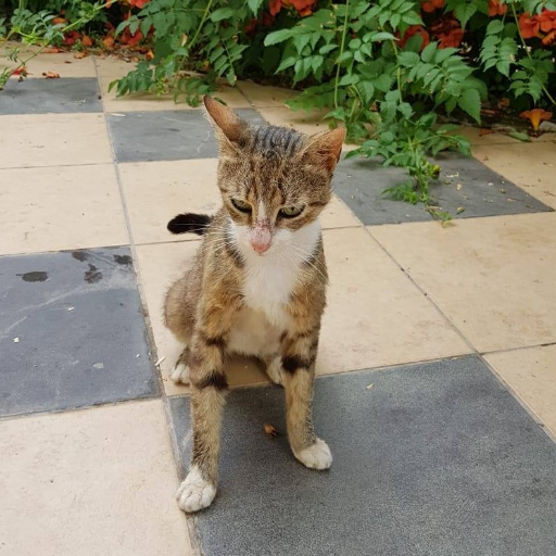 Kotor Kitties mission is to improve the health of the street cats in Montenegro through spaying, neutering and education.