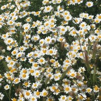 vicki english (@vicki1904) 's Twitter Profile