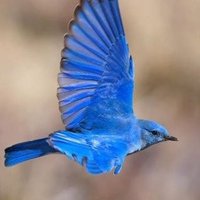 Loiseau bleu (@bleuloiseau) 's Twitter Profile Photo