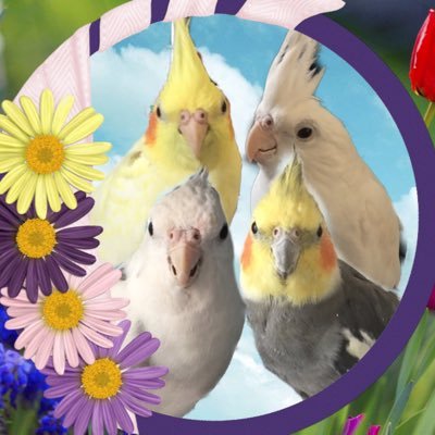 Hi! We are three cute cockatiel friends!Join us on our great adventure called life! Find us on Instagram, too. Mom is @angie_gregory , but she is super boring.