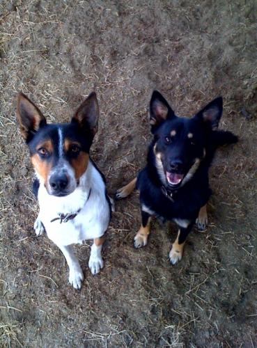 thefarmvet's profile picture. We love animals, food and traveling! A large animal veterinarian and his wife working in California with today's farms.